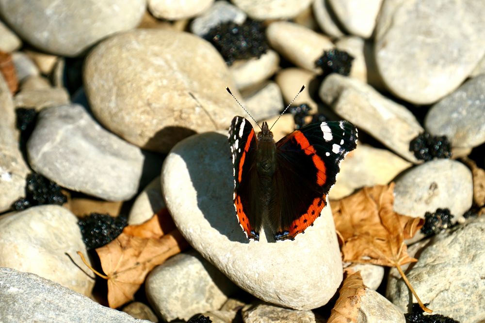 Admiral (Vanessa atalanta)