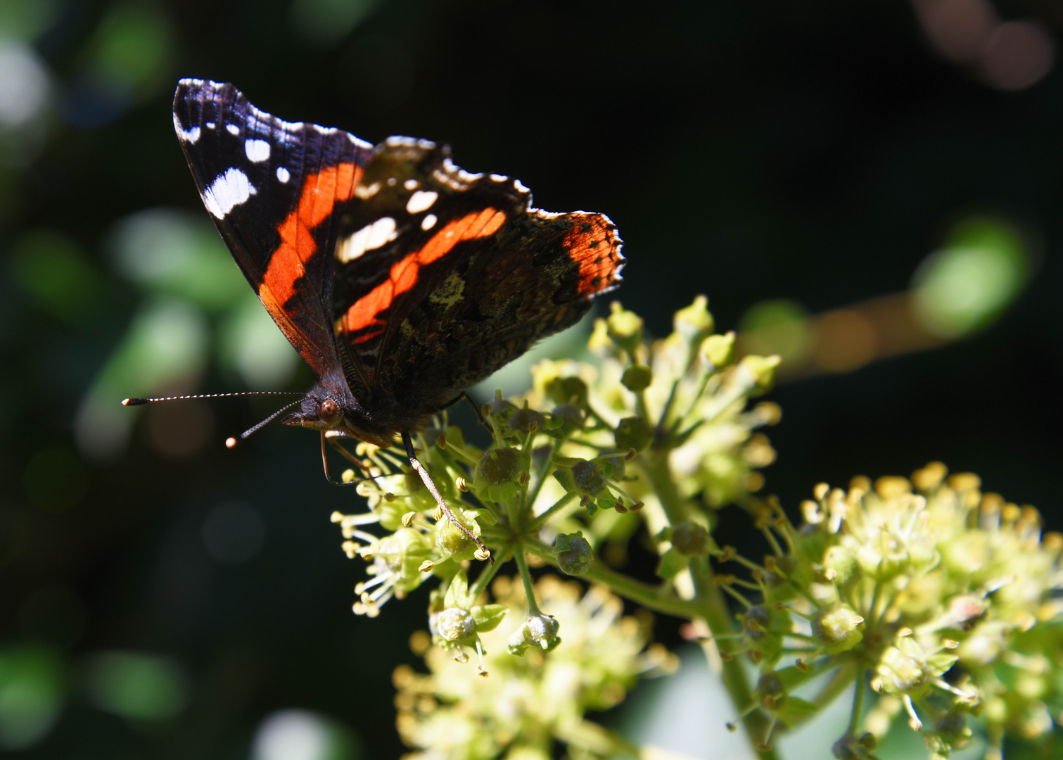 Admiral (Vanessa atalanta)