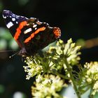 Admiral (Vanessa atalanta)