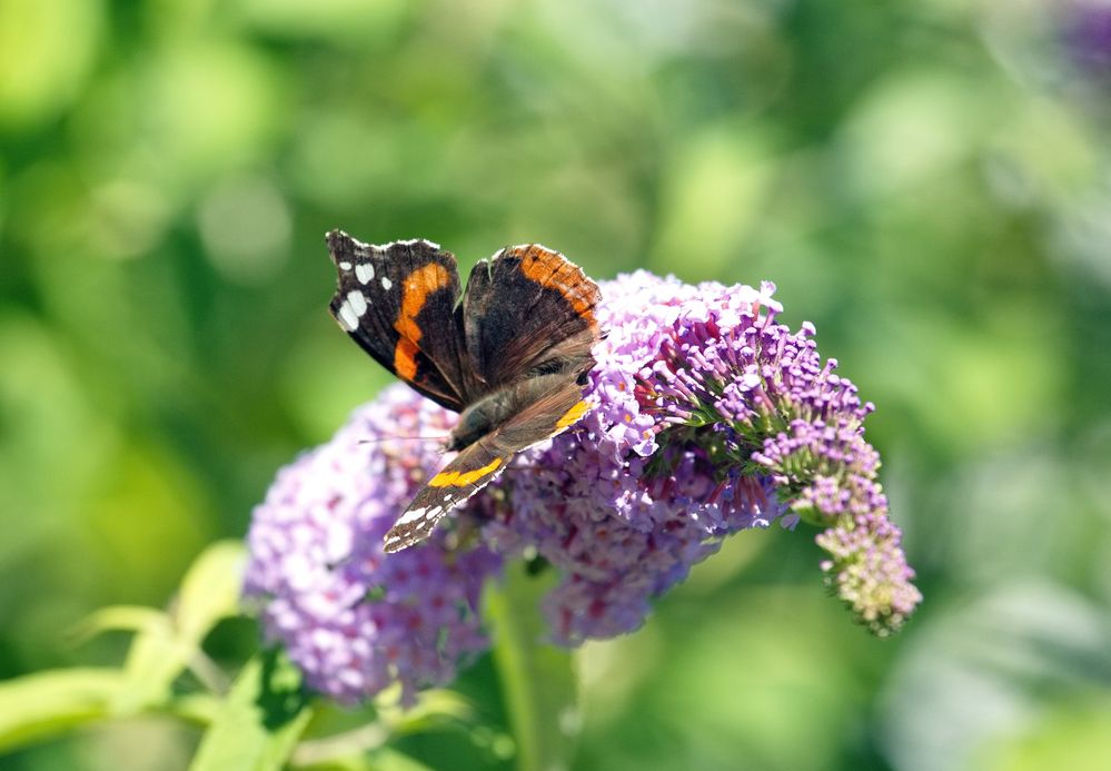 Admiral (Vanessa atalanta)