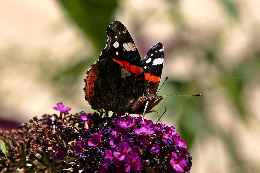 Admiral (Vanessa atalanta)