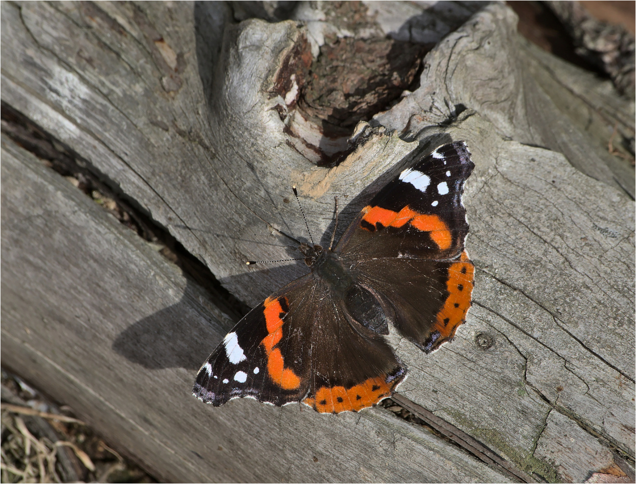 Admiral (Vanessa atalanta)