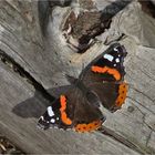 Admiral (Vanessa atalanta)