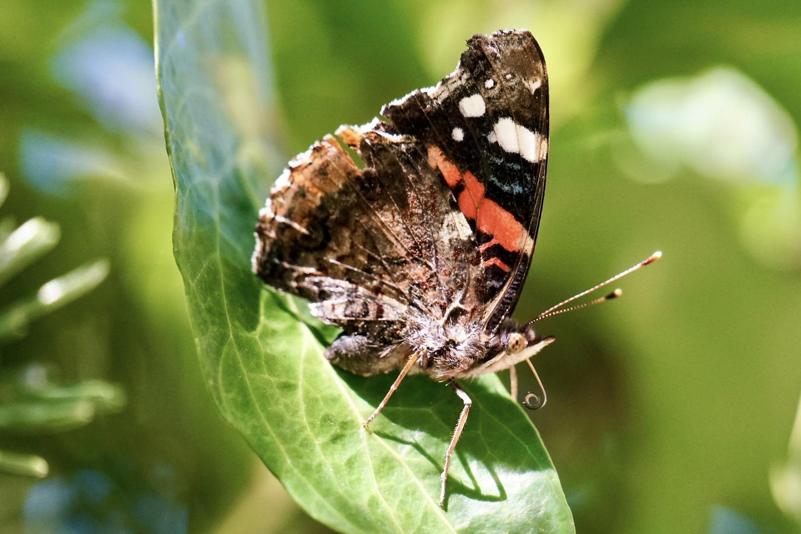 Admiral (Vanessa atalanta)