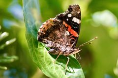 Admiral (Vanessa atalanta)