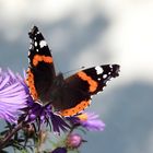 Admiral (Vanessa atalanta)