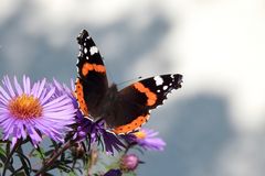 Admiral (Vanessa atalanta)