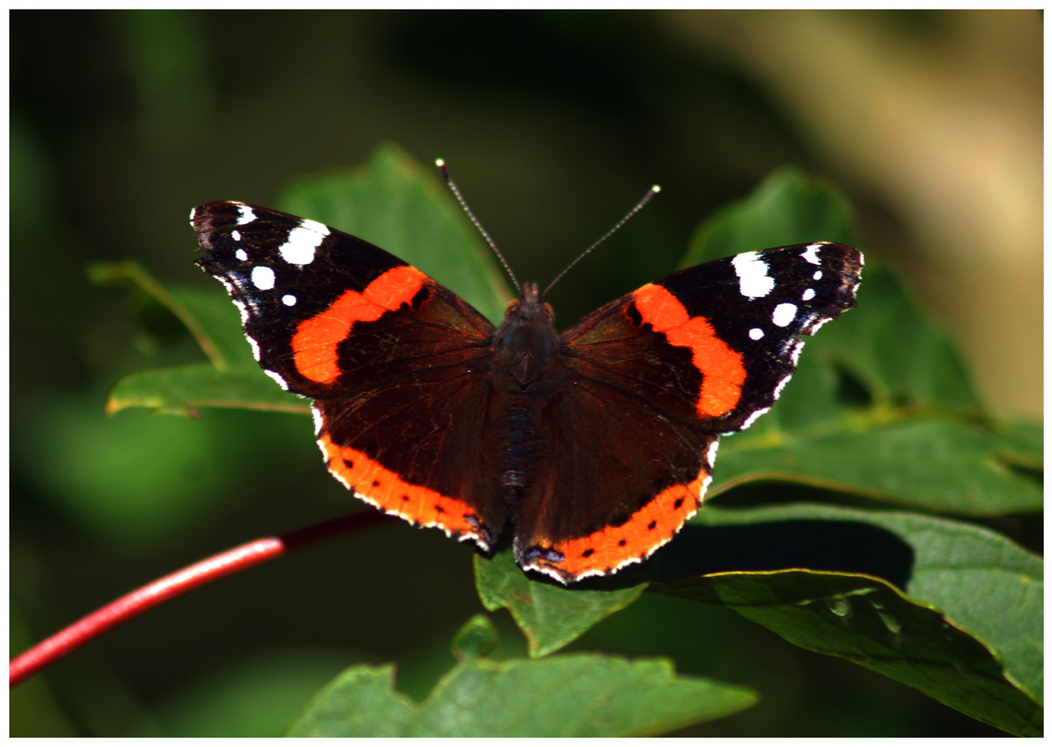 Admiral ( Vanessa atalanta )