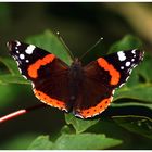 Admiral ( Vanessa atalanta )