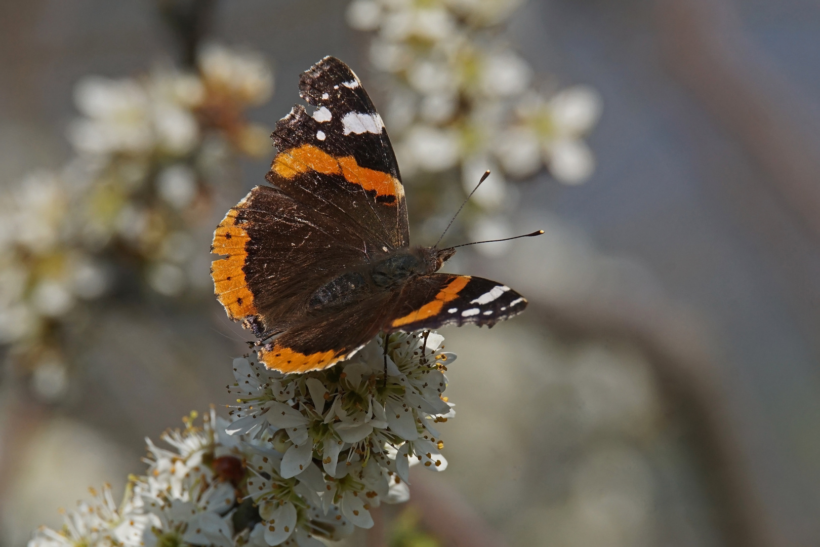 Admiral (Vanessa atalanta)