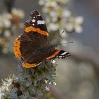 Admiral (Vanessa atalanta)