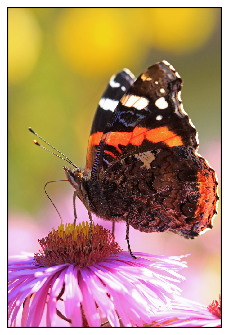 Admiral (Vanessa atalanta)