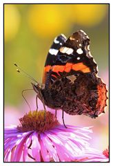 Admiral (Vanessa atalanta)