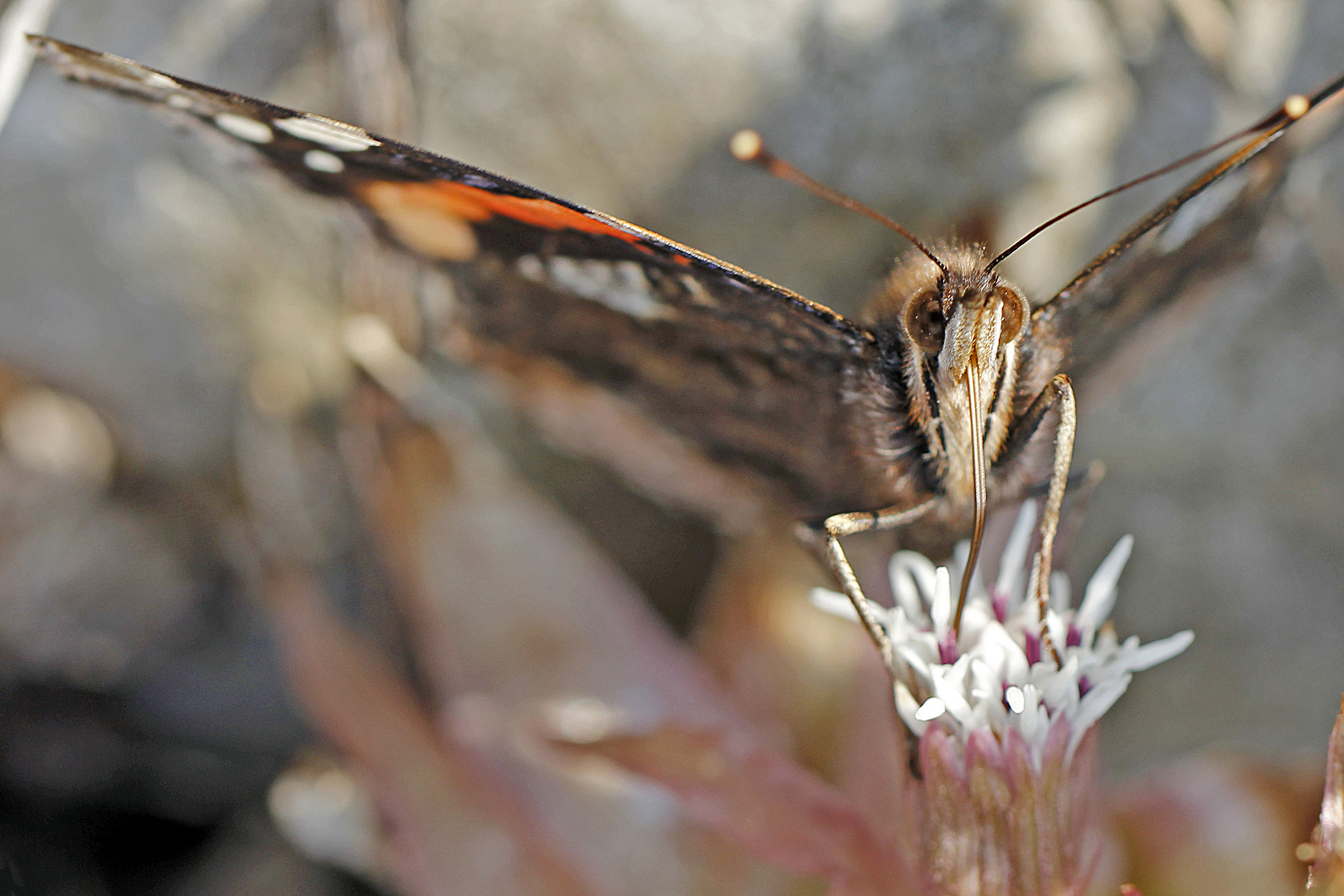 Admiral (Vanessa atalanta) der Erste