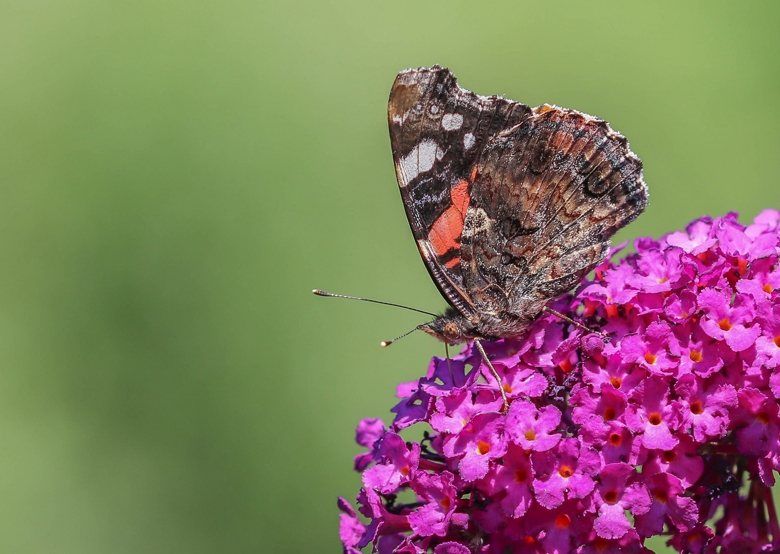 Admiral (Vanessa atalanta)