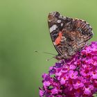 Admiral (Vanessa atalanta)