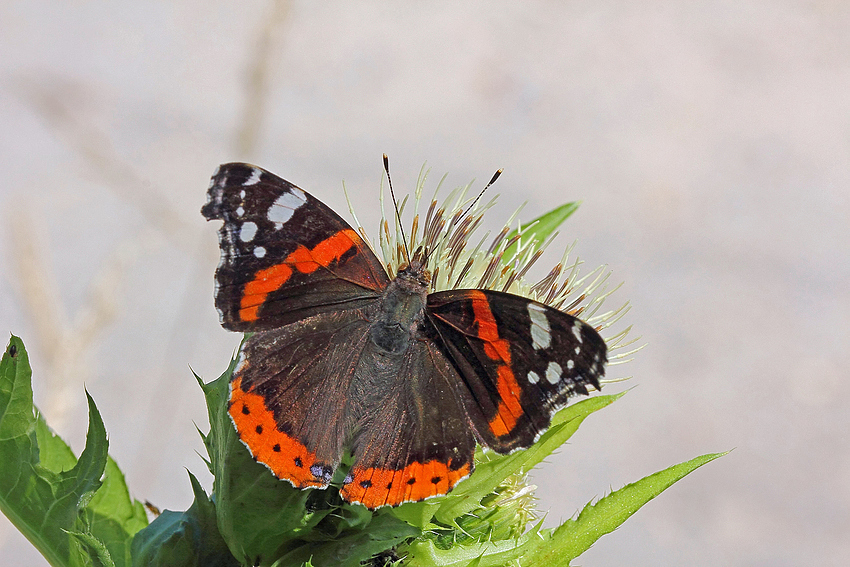 Admiral (Vanessa atalanta)