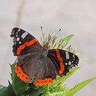 Admiral (Vanessa atalanta)