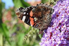 Admiral (Vanessa atalanta)