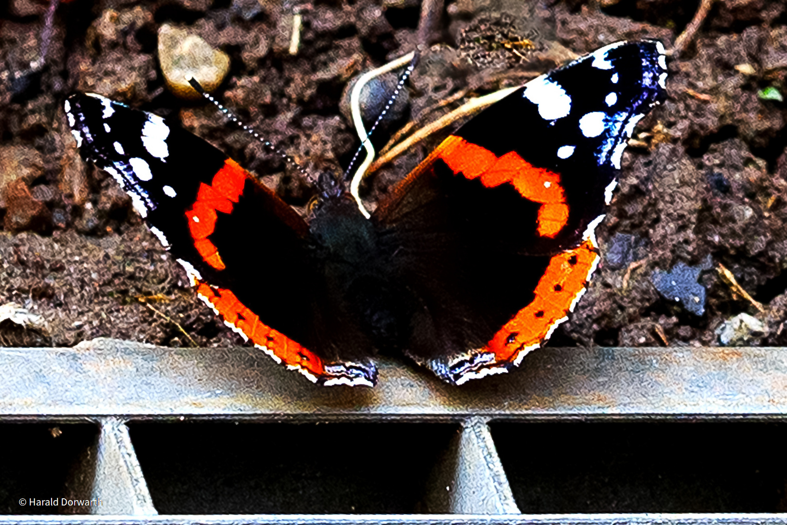 Admiral (Vanessa atalanta)