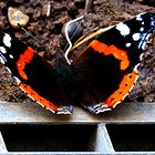 Admiral (Vanessa atalanta)