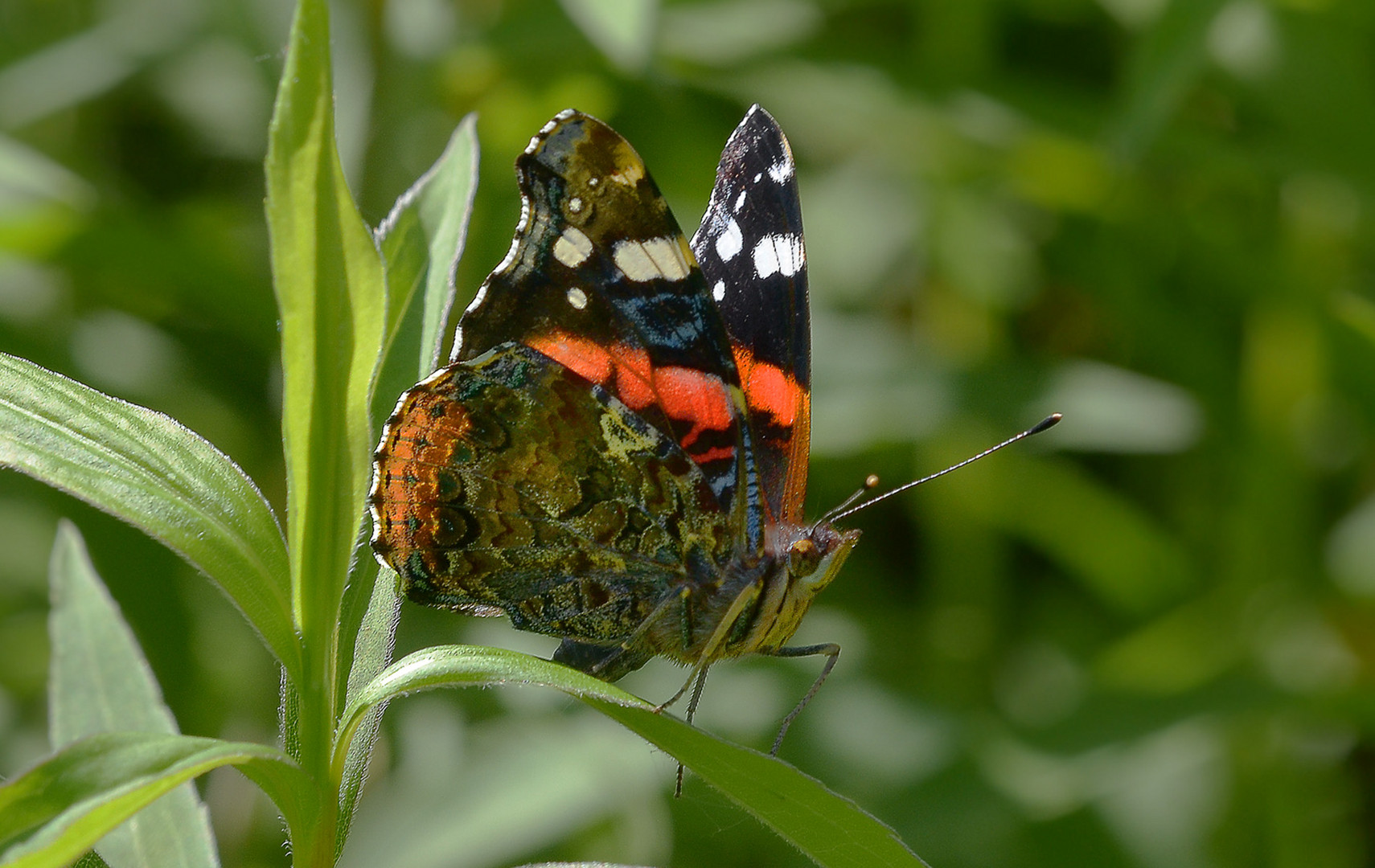 Admiral (Vanessa atalanta)