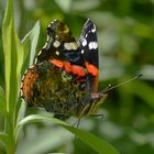 Admiral (Vanessa atalanta)