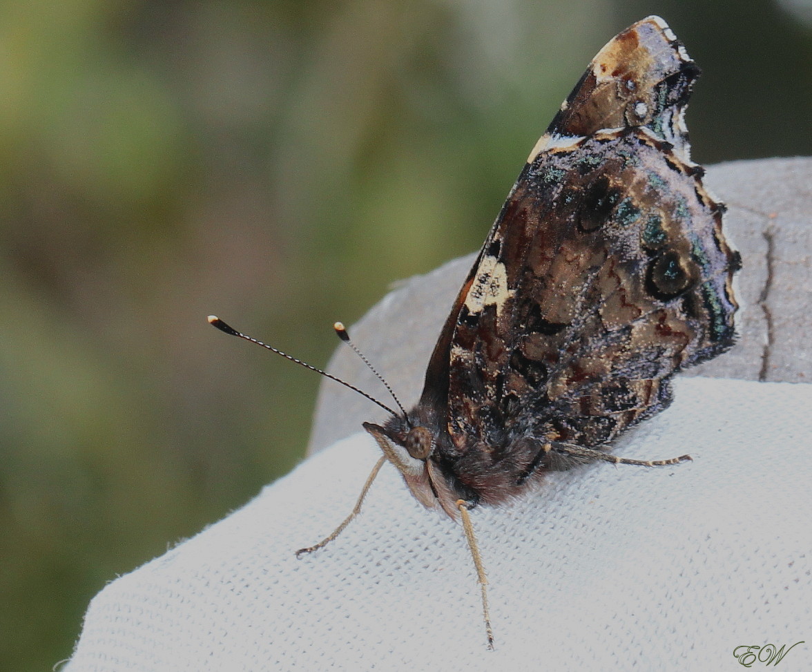 Admiral (Vanessa atalanta)