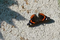 Admiral (Vanessa atalanta)