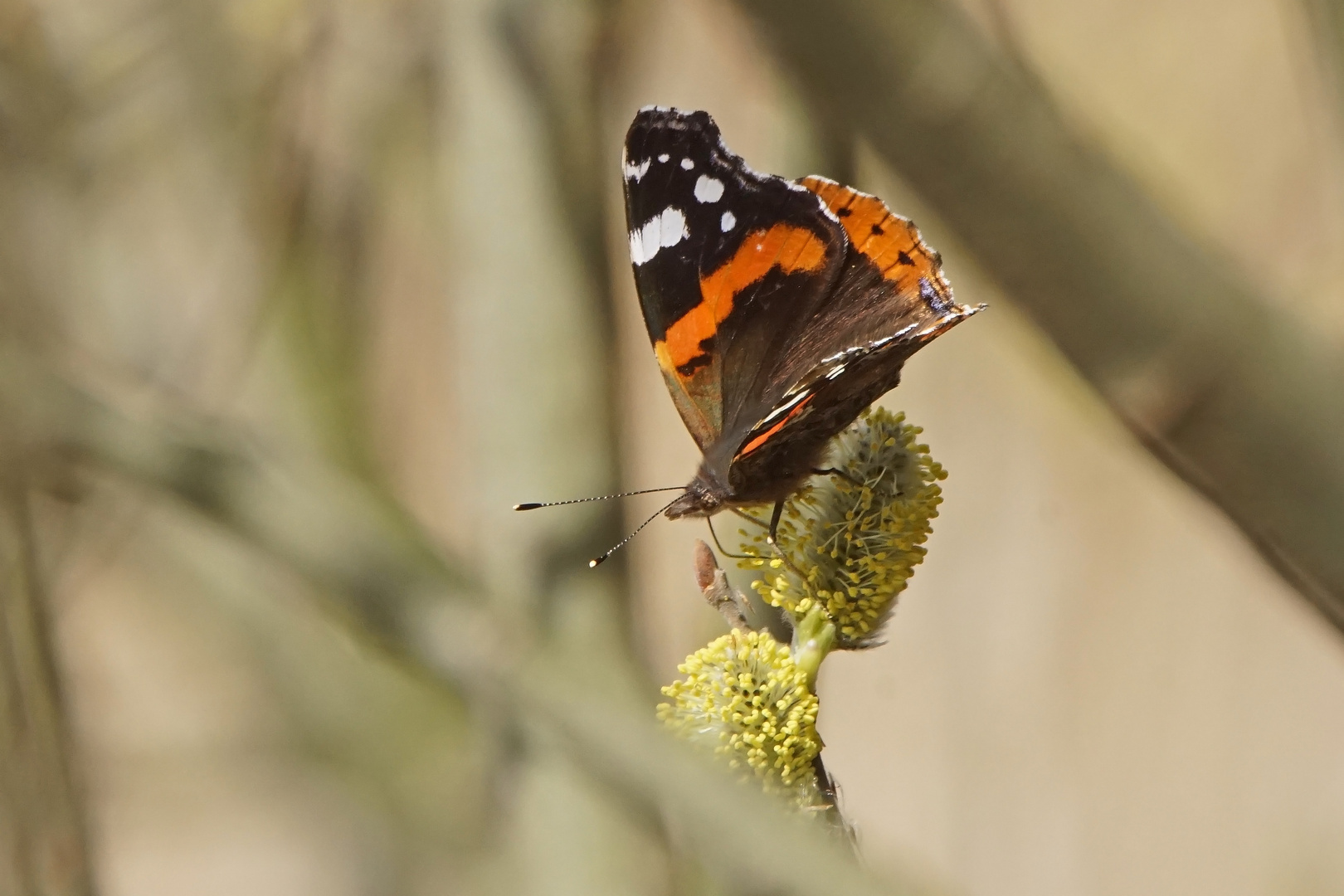 Admiral (Vanessa atalanta)