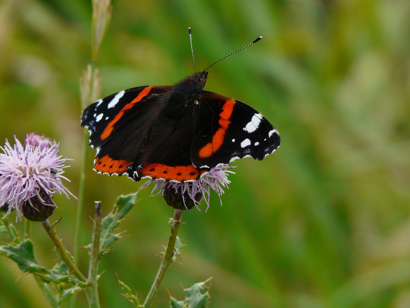 Admiral (Vanessa atalanta)