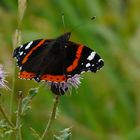 Admiral (Vanessa atalanta)