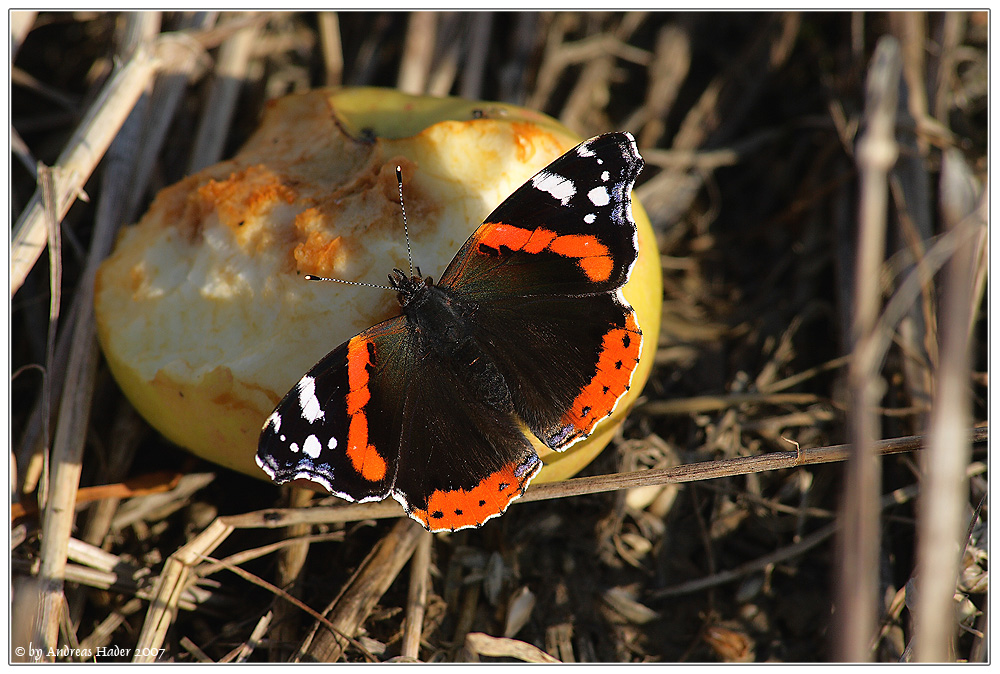 Admiral (Vanessa atalanta)