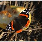 Admiral (Vanessa atalanta)