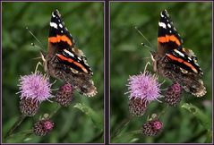 Admiral (Vanessa atalanta)