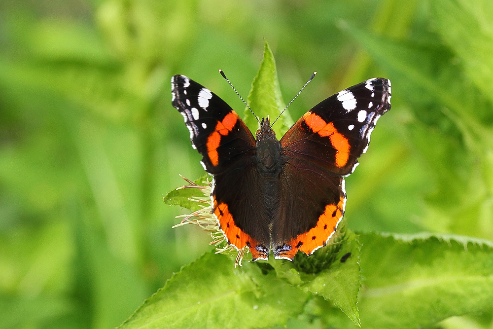 Admiral (Vanessa atalanta)