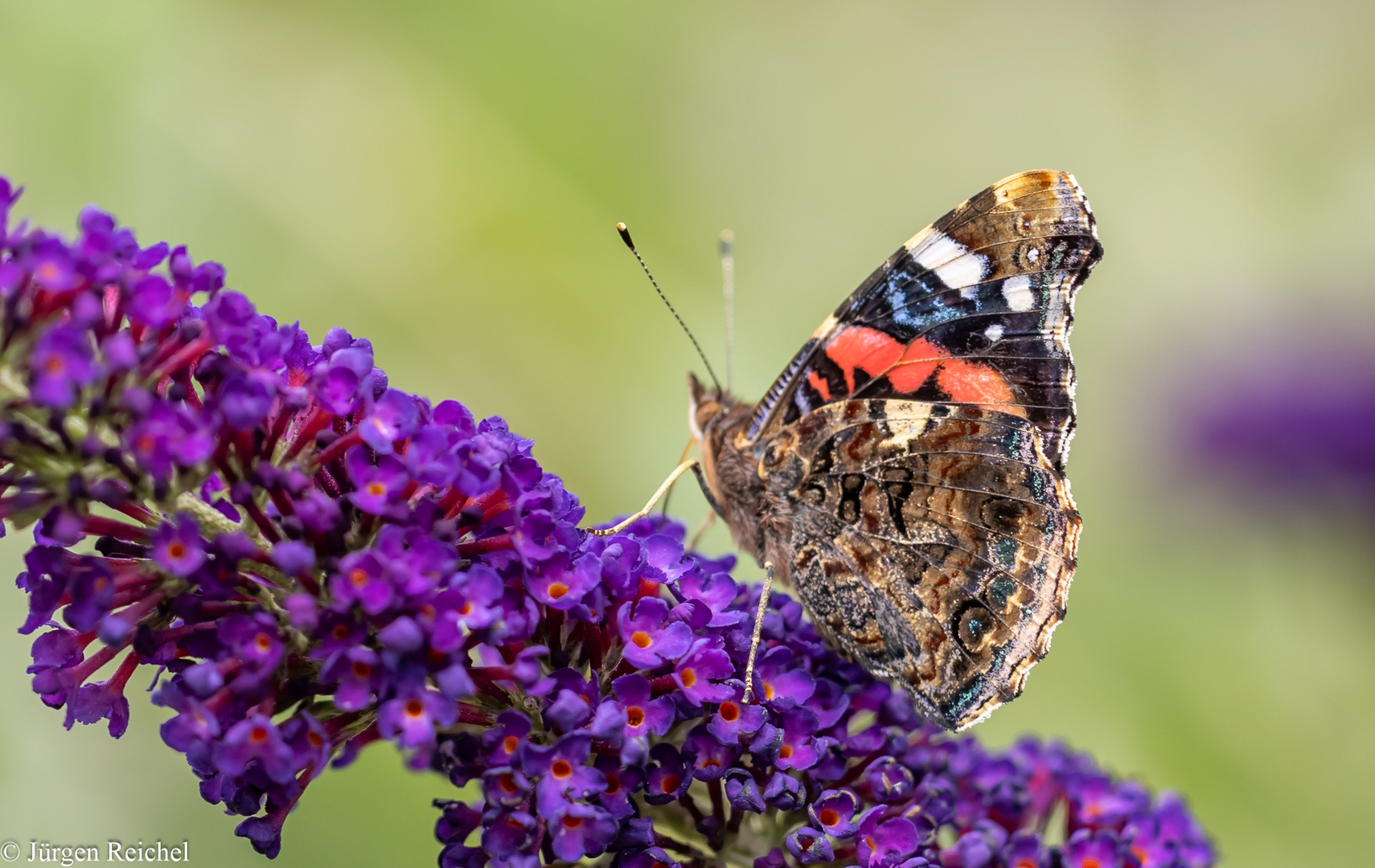 Admiral ( Vanessa atalanta  )  