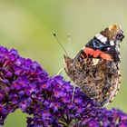 Admiral ( Vanessa atalanta  )  