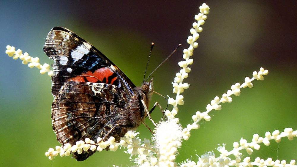 "Admiral (Vanessa atalanta)"...