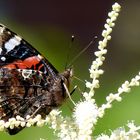 "Admiral (Vanessa atalanta)"...