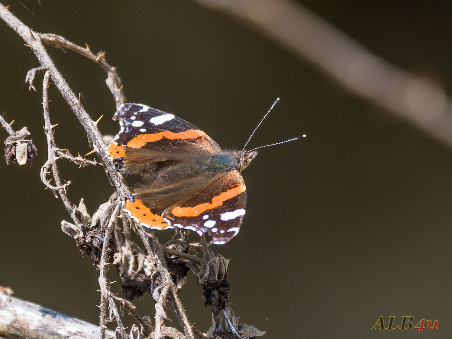 Admiral (Vanessa atalanta)