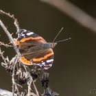 Admiral (Vanessa atalanta)