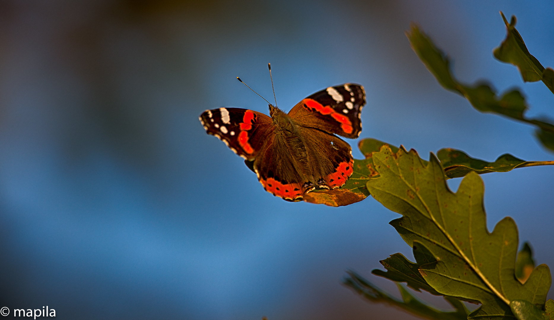 Admiral Vanessa atalanta