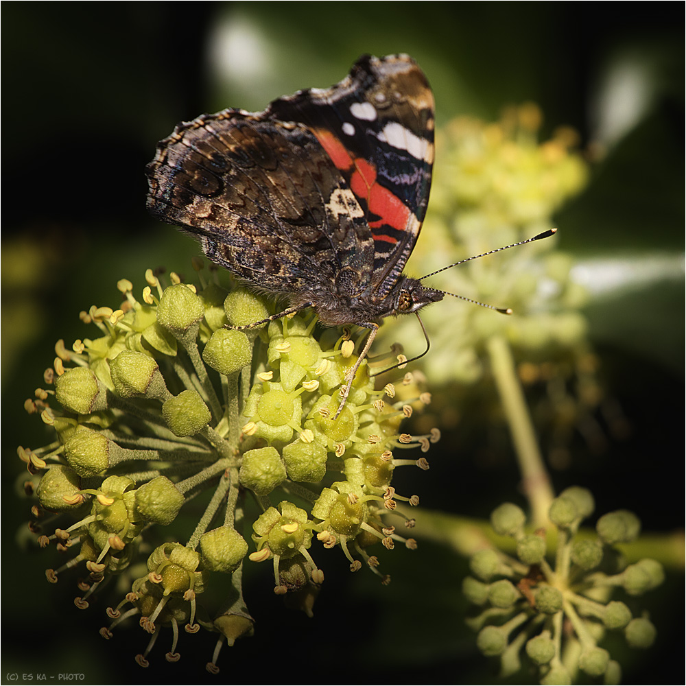 Admiral (Vanessa atalanta) [ III ] oder: Zapfstelle