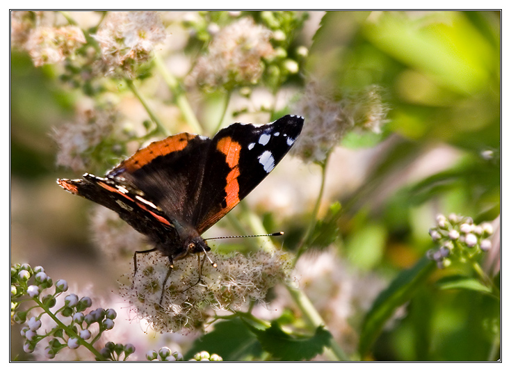 Admiral (Vanessa atalanta L.)