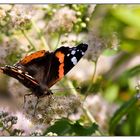 Admiral (Vanessa atalanta L.)