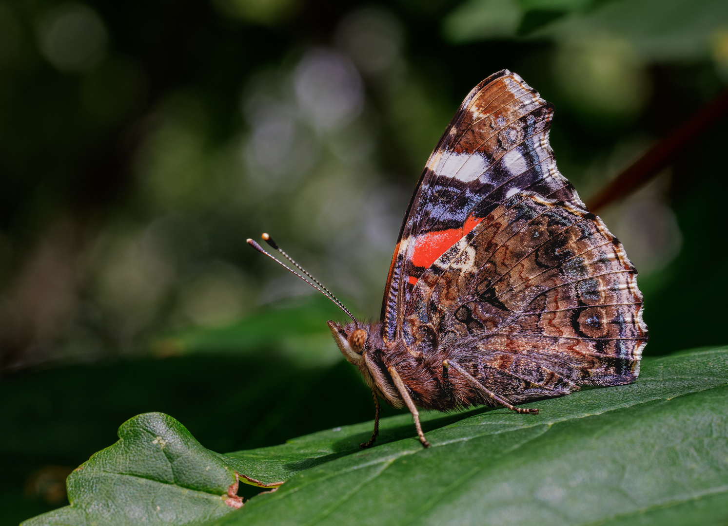 Admiral (Vanessa atalanta) Männchen