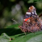 Admiral (Vanessa atalanta) Männchen