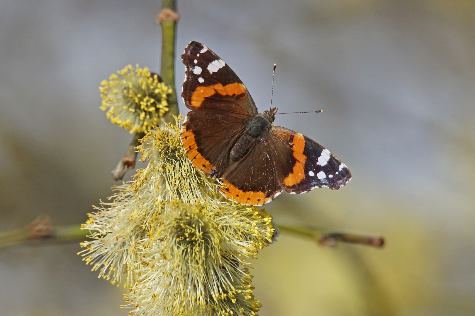 Admiral (Vanessa atalanta) mein erster 2023