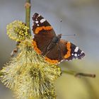 Admiral (Vanessa atalanta) mein erster 2023